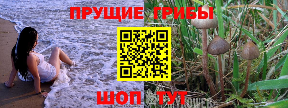 Галлюциногенные грибы Psilocybe Ростов Великий